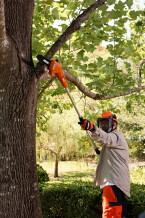 Battery telescopic branch saw DPPF-310, ECHO, 24790400, 40 V, 20 cm, 3/8"; 0.050"/1.3 mm, 80 ml, 270 cm