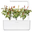 Click & Grow Nutikas aia seemned SGR52X3, 40 g, 3 tk, T&scaron;illi pipar, Maitsetaimed