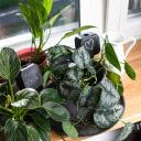 Plant irrigator, BIOOGROD, 720980, 200 ml, black