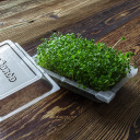 Seed sprouter tray + radish seeds BIOOGROD 745748