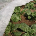 Agrofilm 17 g/m2 ORTOCLIMA 1.60x5m 1A180202