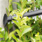 Cordless hedge trimmer AHS 55-20 Li solo 0600849G02 BOSCH