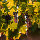 Bird scarer - reflective spirals in silver, 6 pieces BIOOGROD 731025, 2x2.3x30 cm, 10 g