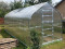 Šiltnamis KLASIKA STANDART 20 - 2,5 x 8m - 4mm polikarbonatas KLASIKA GREENHOUSE