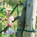 Augu saistī&scaron;anas elastīgā lente 3,9 x 30m, BRADAS, TYW39X030, izturīga, UV aizsardzība, līdz -35&deg;C