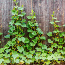 Climbing Plant Support Net, 2 x 20 m BIOOGROD 722605, UV-resistant tetoron, green, mesh size 20 x 20 cm, eyelet diameter 12 cm