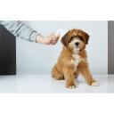 Petkit suņu un kaķu kop&scaron;anas suka Grooming 2, 19x8.5x6.2cm, balta, universāla, metāla adatas