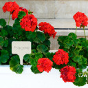 Plastikust taimesildid BIOOGROD 720901 30 tk. + pliiats