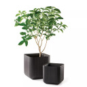 Keter lillepott Cube Planter M pruun 29201220590 39x39x39cm 2.3kg