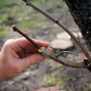 Grafting Tape for Plants - Transparent, 100 m x 3 cm BIOOGROD 722503