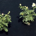 Lausriie multšimiseks (geotekstiil) FULL COVER 0,9x5 m 73304059