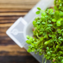 Seed sprouter tray + radish seeds BIOOGROD 745748