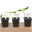 Plastikust taimesildid BIOOGROD 720901 30 tk. + pliiats