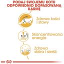 Royal Canin FBN Maine Coon, RC POS musthave, 12x85g, 10% olb., 4.3% tauku, 1.6% &scaron;ķiedrv., 78% mitrums, vistas gar&scaron;a, svars 1-1.9kg