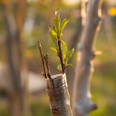 Grafting Tape for Plants - Transparent, 100 m x 3 cm BIOOGROD 722503