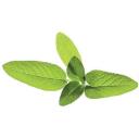 Click & Grow Nutikas aia seemned SGR7X3, 40 g, 3 tk, salvei, s&ouml;&ouml;dav taim, idandab 1-2 n&auml;dalat