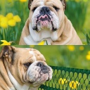 PET FLORET 0,4x5m, roheline, Dekoratiivne taraekraan 1A120328