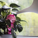 Trīskār&scaron;s laistī&scaron;anas globuss, BIOOGROD, 720995, caurspīdīgs rozā, 600 ml