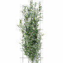 Augalų atrama - Sodo grotelės 150 x 60 cm 3 vnt BIOOGROD 721425, plienas, juoda