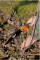 Складная ножовка по зеленой древесине 396-JT BAHCO