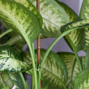 Plant support – fastening – steel garden stake with PE coating, bamboo-shaped 90 cm × 8 mm 720418 Bioogrod