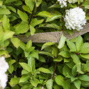 Jutas lente 5 cm / 10 m BIOOGROD 710013, 5 cm x 10 m