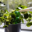 Trīskār&scaron;s laistī&scaron;anas globuss, BIOOGROD, 720992, caurspīdīgs zaļ&scaron;, 600 ml