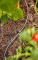 Veevoolik Micro-Drip 4,6mm (3/16") 15m 01350-20 GARDENA