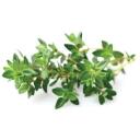 Click & Grow Nutikas aia seemned SGR17X3, 40 g, 3 tk, t&uuml;&uuml;mian, maitsetaimed