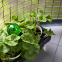 Trīskār&scaron;s laistī&scaron;anas globuss, BIOOGROD, 720992, caurspīdīgs zaļ&scaron;, 600 ml