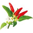 Click & Grow Nutikas aia seemned SGR52X3, 40 g, 3 tk, T&scaron;illi pipar, Maitsetaimed