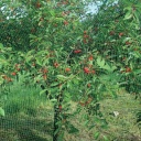 ORTOFLEX Linnuvastane võrk 4x10m 1A090430