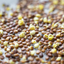 Seed sprouter tray + radish seeds BIOOGROD 745748
