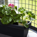 Trīskār&scaron;s laistī&scaron;anas globuss, BIOOGROD, 720995, caurspīdīgs rozā, 600 ml