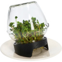 Daiginimo indas stiklinis + ridikėlių sėklos BIOOGROD 745747, 580 ml, 11x10.5x13.2 cm
