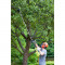 Pruning saw 250mm RXPR01 5132002797 RYOBI