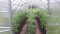 Теплица BALTIC LT 3 x 10м - поликарбонат 6мм 4779037491292 KLASIKA GREENHOUSE