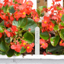 Plastikust taimesildid BIOOGROD 720901 30 tk. + pliiats