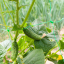 Climbing Plant Support Net, 2 x 20 m BIOOGROD 722605, UV-resistant tetoron, green, mesh size 20 x 20 cm, eyelet diameter 12 cm