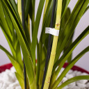 Sodo segtuvų segtukai 10000 vnt. BIOOGROD 720404 0.6x0.4x0.1 cm 1.0 g