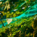 Bird Protection Netting, BIOOGROD, 721510, Green, 2 m x 5 m