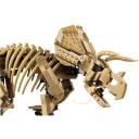 Lego Dinosauro Fosilijos: Triceratops 77985, 220mm, 1154 elementai, 1 mini figūra, 18+ metų