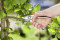 Садовые ножницы Premium B+/L BP 50 08702-20 GARDENA