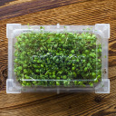 Seed sprouter tray + radish seeds BIOOGROD 745748