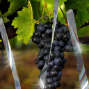 Putnu atbaidītājs - atstarojoša lente, 80 m BIOOGROD 731024 80000 cm x 0.1 cm x 4.8 cm