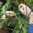 Green cotton twine 55m / 100g BIOOGROD 710008