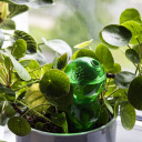 Trīskār&scaron;s laistī&scaron;anas globuss, BIOOGROD, 720992, caurspīdīgs zaļ&scaron;, 600 ml