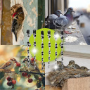 Bird scarer - reflective spirals in silver, 6 pieces BIOOGROD 731025, 2x2.3x30 cm, 10 g