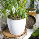 Expanded Clay Aggregate for Potted Plants, Gardening, and Glass Terrariums BIOOGROD 749910 4-10 mm 2 L