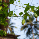 Climbing Plant Support Net BIOOGROD 722604 1.8 x 5 m, 10 x 10 cm, UV-resistant tetoron, Green